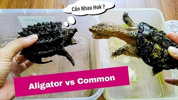 Vlog #87 | So Sánh Rùa Cá Sấu Ali Và Common Snapping | Aligator Snapping & Common Snapping