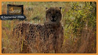The great cheetah chase - SafariLIVE Catch Up, 16 September 2025