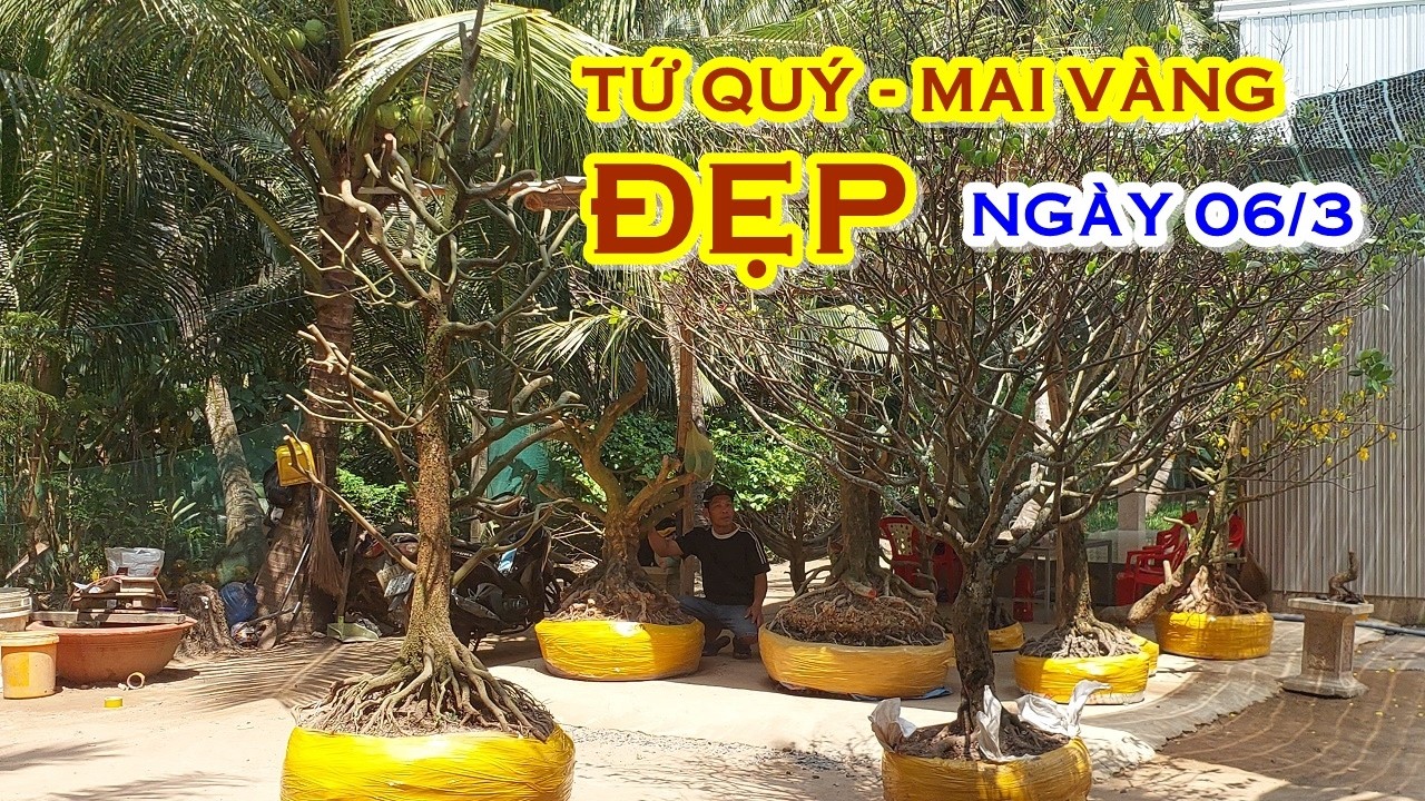 TÍN 📲 O974I245I5 GIÁ TỐT - MAI TỨ QUÝ, MAI VÀNG GIAO LƯU NGÀY 06/3 @MAIVANGNAMBO