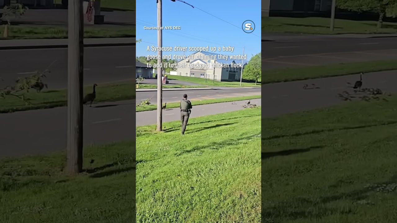 NYS DEC Returns Baby Goose To Mother After Being Taken By Syracuse Driver