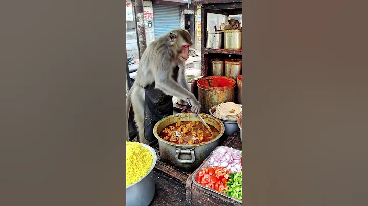 Chicken curry and roti 🫓 smart chef monkey 🐒🔥 #shorts #food #monkey