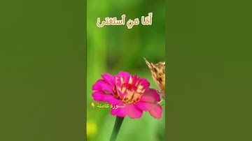 تلاوة هادئة #قران_كريم - سورة عبس  #shortvideo #اكسبلور #quran #لايك