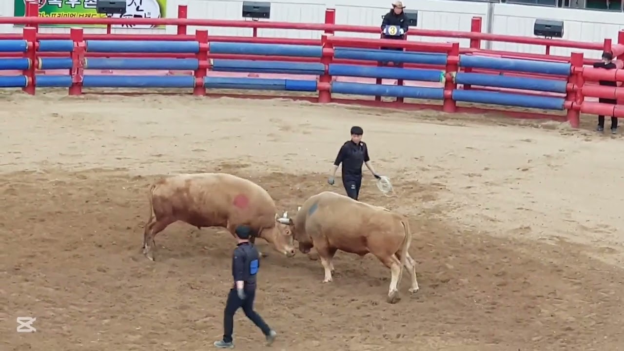 [추억의 그때 그 축제] #game #play #korea #투우 #민속놀이 #청도소싸움 