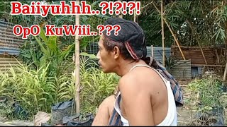 Story WA Komedi guyonan || Manuk