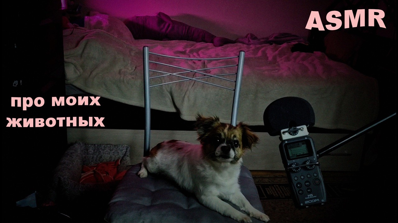 АСМР болталка обо всех животных за мою жизнь 🐾
