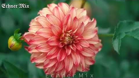 قل ان صلاتي ونسكي ومحياي ومماتي لله رب العالمين | للقارئ الطبلاوي