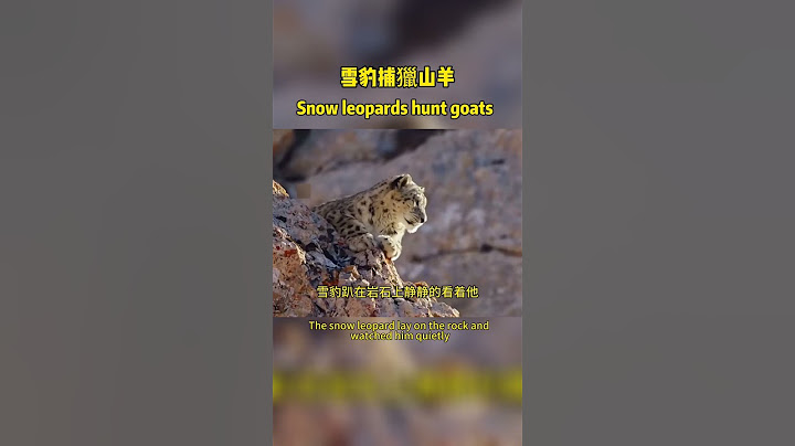 Snow leopard hunting goat on rocky cliff雪豹岩石峭壁上捕獵山羊，它能成功嗎#雪豹#山羊#wildlife #nature