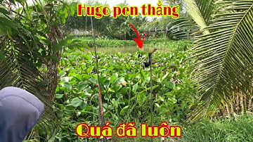 Câu Cá Tra Sông - Đầy Cảm Xúc Khi Lần Đầu Chinh Phục Được Con Hugo Khủng | Fishing - Miền Tây