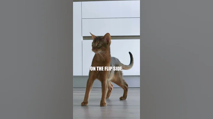Watch the video about The Energetic and Intelligent Abyssinian Cat 😺