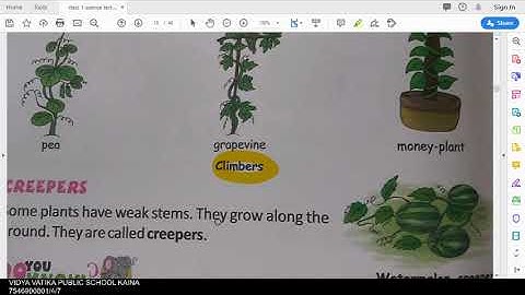 class 1 science chapter 7 our plant world part 2