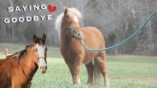 Is Oliver Going To Be Ok? - Rescued Clydesdales Journey Continues