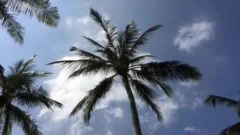 Palm Trees Stock Video