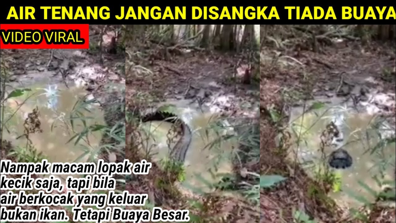 Lopak Yang Tenang Jangan Disangka Tiada Buaya Betul Cakap Orang Tua Tua Youtube