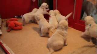 Golden Retriever Puppies