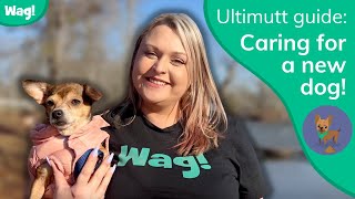 Caring for a New Dog! | Wag! by Wag! Dog Walking 728 views 1 year ago 8 minutes, 20 seconds