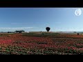 Oregon's Wooden Shoe tulip festival as seen by drone Oregon's Wooden Shoe tulip festival as seen by drone