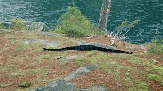 Lake George: Rattlesnake Island (Sagamore Is.)