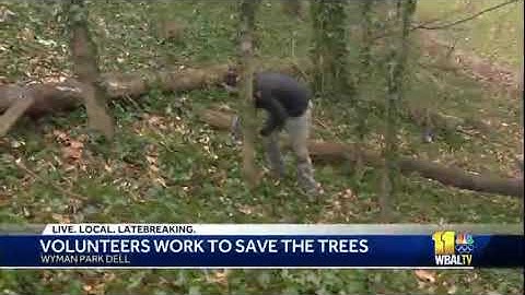 Volunteers work to save trees from invasive vines