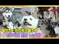 [TV 동물농장 레전드] ‘몰티즈+허스키=말스키 6남매’ 풀버전 다시보기 I TV동물농장 (Animal Farm) | SBS Story