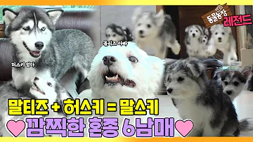 동물농장 959회 동물농장 959회