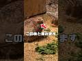 【産卵】孵化させたうずずらが卵を産みました！　#うずら　#孵化