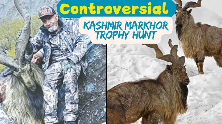 Pakistan's Rarest Trophy! American Hunter Pays $250,000 for Kashmir MARKHOR