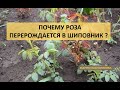 Почему роза перерождается в шиповник ???