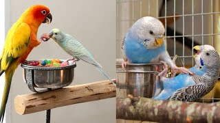 Funny And Smart Parrots Talking Video Compilation || Cute Moment Of The Animals by Magic TV 228 views 2 years ago 4 minutes, 50 seconds
