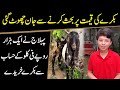 Pehlaj nay aik hazar rupay fee kilo ky hisab say bakray khareeday|PEHLAAJ