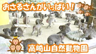 高崎山自然動物園には自然のおさるさんがいっぱい！