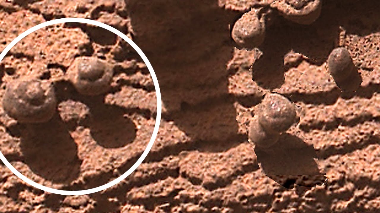 CARACOLES EN MARTE / Curiosity rover NASA / Anomalías y Pareidolias del planeta Marte
