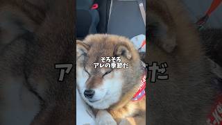 柴犬🐕から春の交通安全運動のお知らせ