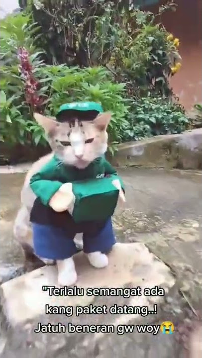 kucing ini pengantar paket