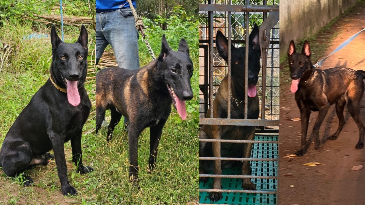 കുറഞ്ഞ വിലയിൽ Belgian Malinois നായ്ക്കുട്ടികൾ Belgian Malinois puppies 
