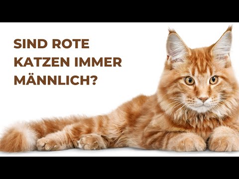 Video: Sind orangefarbene Katzen immer männlich?