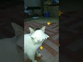 #kucing lucu