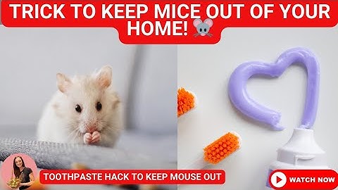 Toothpaste: The Surprising Trick to Keep Mice Out of Your Home! 🐭🚫