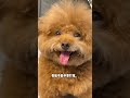 心情写在脸上 #王多多 #pets #泰迪 #萌宠