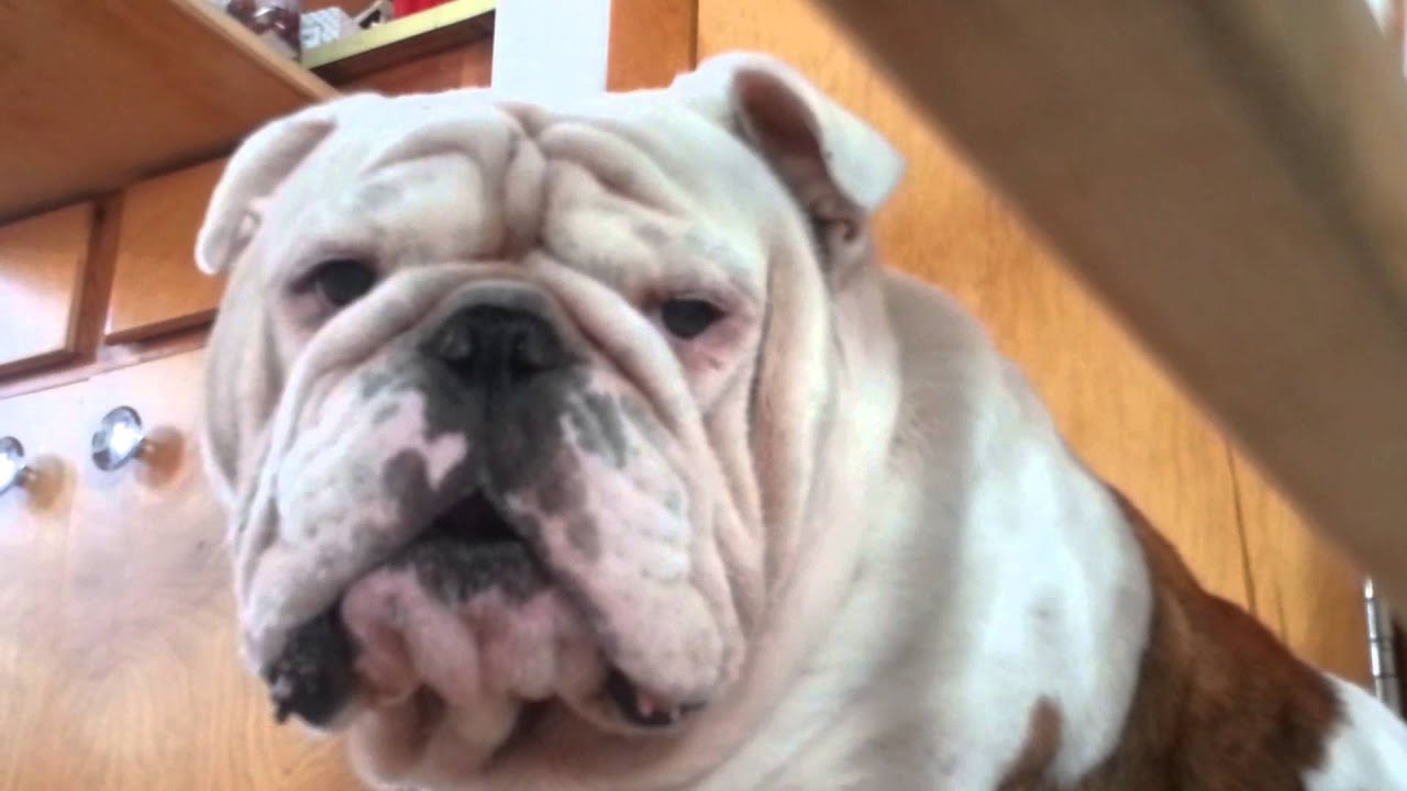 are bulldogs angry