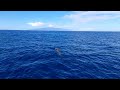 Pilot whales rest in Tenerife.  Calderones descansan en Tenerife.