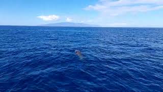 Pilot whales rest in Tenerife.  Calderones descansan en Tenerife.