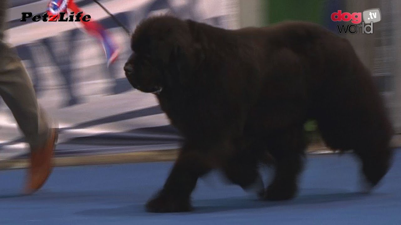 Belfast Dog Show 2015 Working Group YouTube belfast-dog-show-2015-working-group-youtube