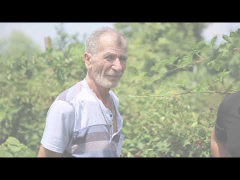 სადემონსტრაციო ნაკვეთი ახალგაზრდა ვენახი,ბიო ვენახი,მაყვლის ბაღი,ხურმის ბაღი შილდა,ველისციხე,წნორი17