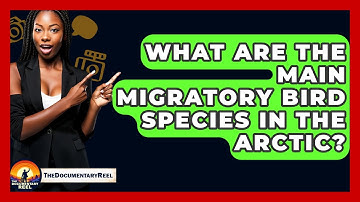 What Are The Main Migratory Bird Species In The Arctic? - The Documentary Reel