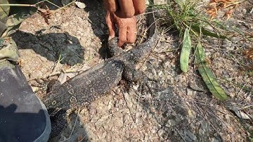 Câu  cá  chẽm  CẦN GIỜ đầm  40 mẫu