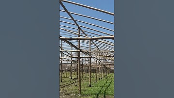 Thumbnail of Kerangka bambu untuk pembuatan green hause penanaman melon inthanon #petani #greenhouse #melon
