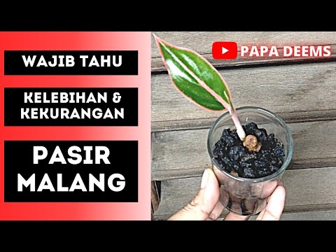 Video: Perlukah pasir penurap dipadatkan?