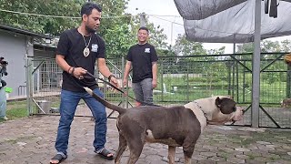 KANG PANJI MAU PELIHARA ANAK TREX JAMBI SUPERBULL ‼ PANJI PETUALANG JATUH CINTA SAMA BULLY XXL ‼