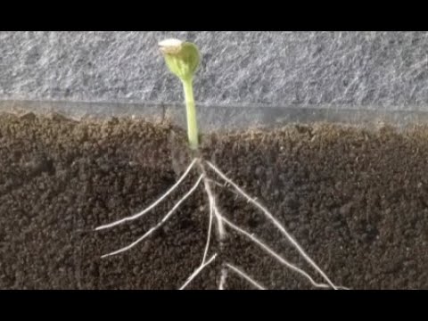 Pumpkin root growing amazing Timelapse