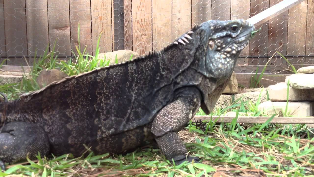 iguana youtube video